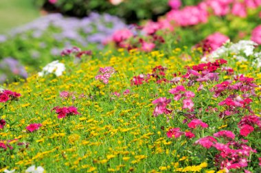 çiçekler phlox, yaz çayır