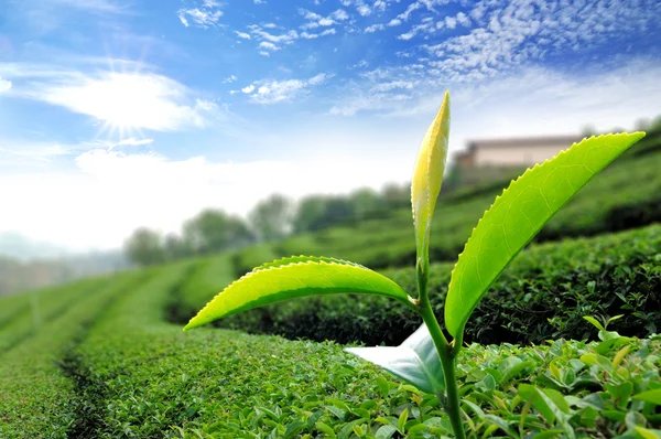 Grönt te blad — Stockfoto