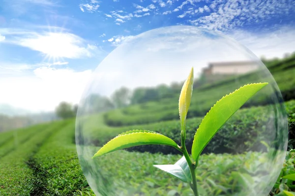 Green tea leaf organic — Stock Photo, Image