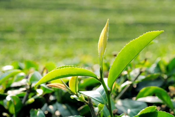 Зеленый чайный лист — стоковое фото