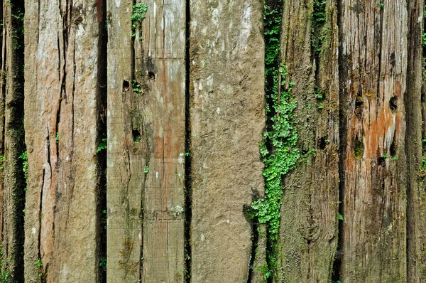 Old dirty wooden texture in moss frame — Stock Photo, Image