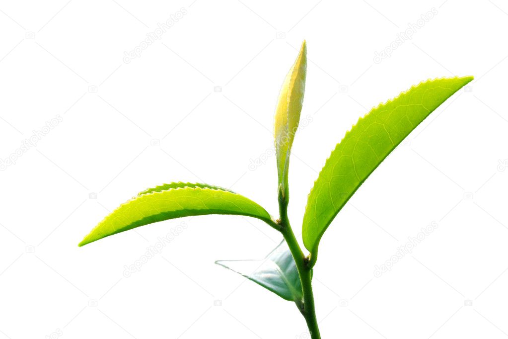 Green tea leaf