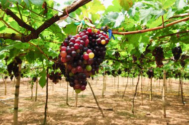 renkli üzüm asma üzerinde asılı demet.