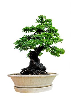 Bonsai ağacı beyaz arkaplanda izole edilmiş
