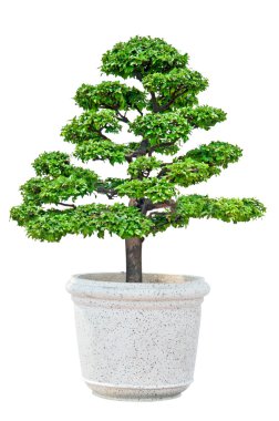 Bonsai ağacı beyaz arkaplanda izole edilmiş