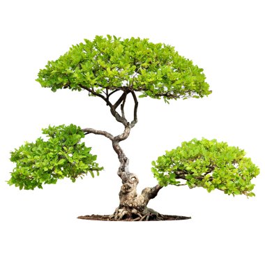 Bonsai ağacı beyaz arkaplanda izole edilmiş