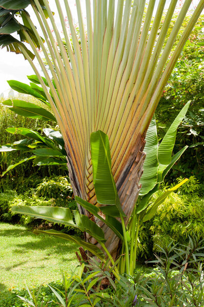 Strelizia Nicolae or banana fan, traveler's tree isolated on whi