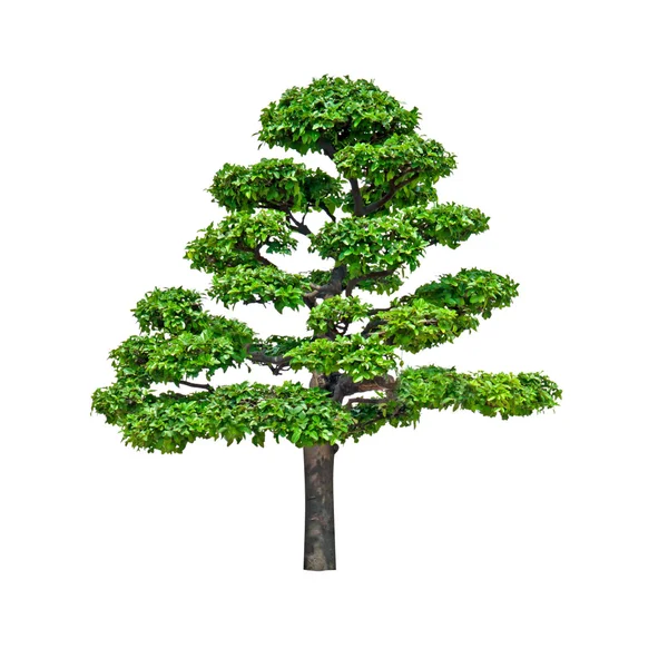 Bonsai tree isolated on white background — Stock Photo, Image