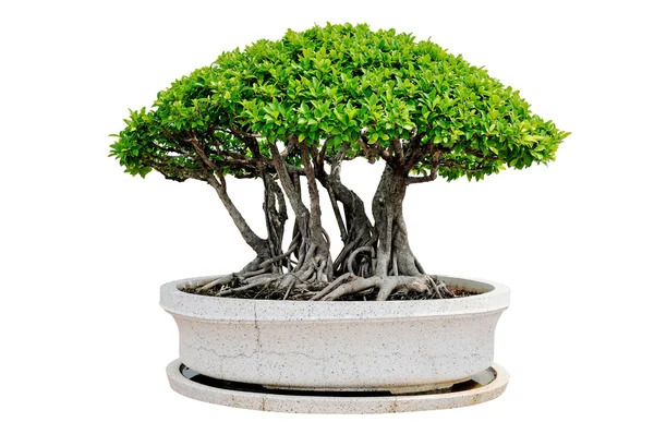 Bonsai boom geïsoleerd op witte achtergrond — Stockfoto