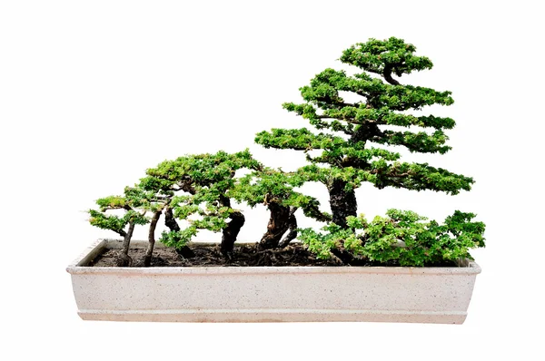 Albero bonsai isolato su sfondo bianco — Foto Stock