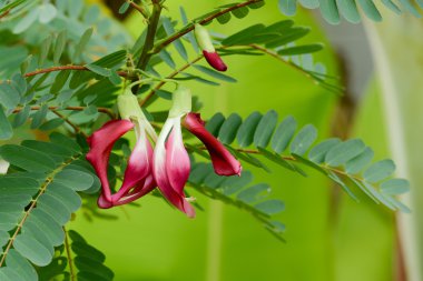 sebze uğultu kuş. uğultu kuş çiçek.