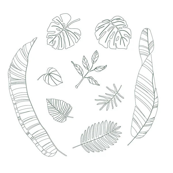 Folhas Diversas Plantas Tropicais Definidas Linha Preta Vetor Desenhado Mão —  Vetores de Stock