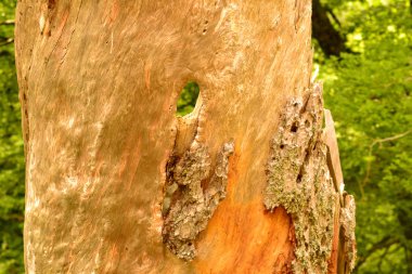 bagajında abies alba Bask pyrenean yaşında öldü.