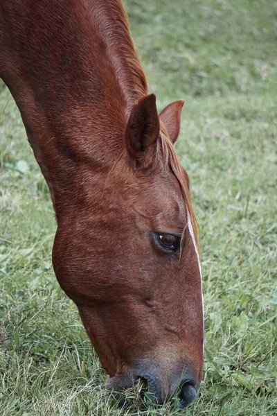 Cavalo Castanho Pastando Prado — Fotografia de Stock