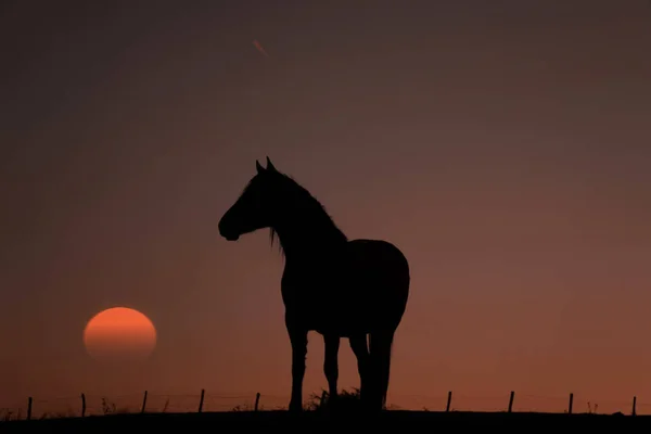 Silhouette Cavallo Nel Prato Con Bel Tramonto — Foto Stock