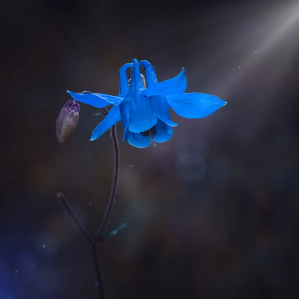 春の庭の美しい青い花の植物 — ストック写真