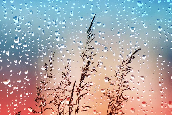 Bloemen Regendruppels Regenachtige Dagen Het Voorjaar — Stockfoto