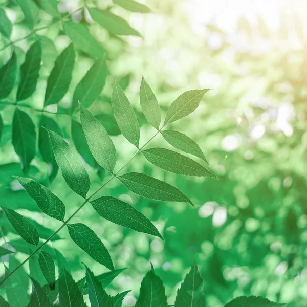 Baharda Doğada Yeşil Ağaç Yaprakları — Stok fotoğraf