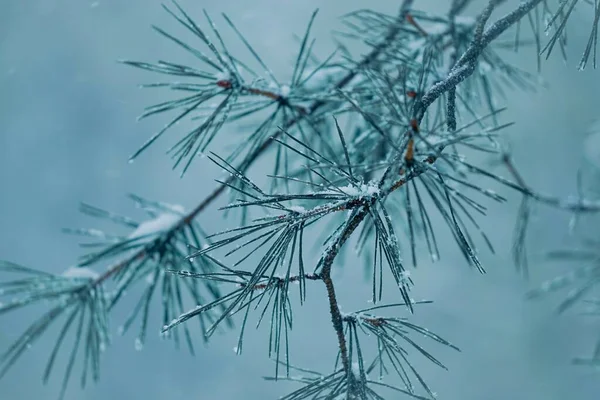 Sneeuw Dennenbladeren Het Winterseizoen — Stockfoto