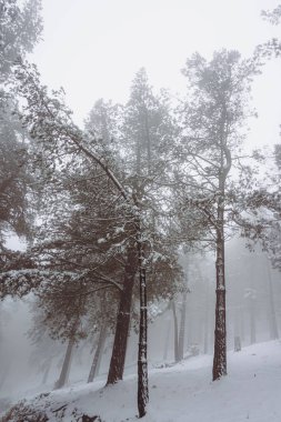                     Kış mevsiminde dağda ağaca kar yağar.            