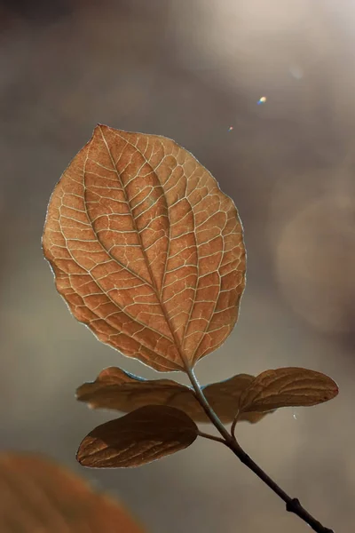 Feuilles Brun Arbre Automne — Photo