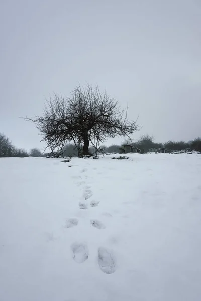 겨울에는 나무에 내린다 — 스톡 사진