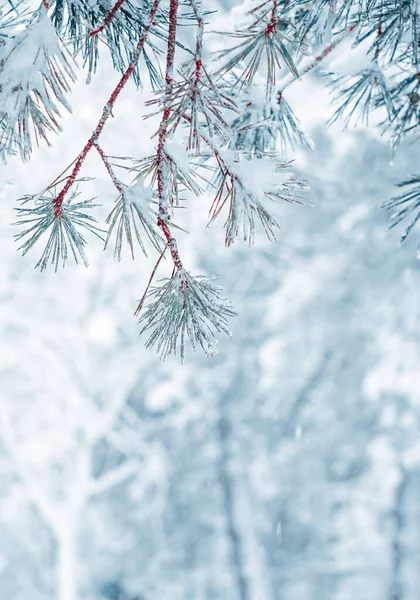 Fenyőfa Levelein Téli Szezonban — Stock Fotó