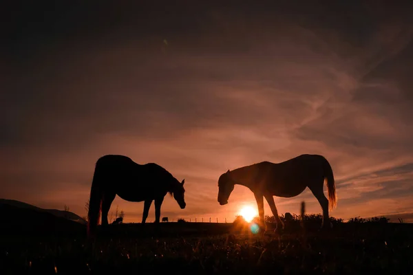 Силуэт Лошадей Лугу Прекрасным Закатом — стоковое фото