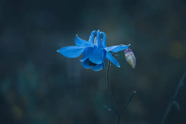 Bela Flor Azul Jardim Estação Primavera — Fotografia de Stock