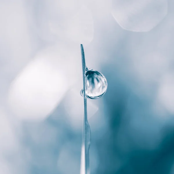 Regentropfen Auf Dem Grasblatt Frühling Regentagen — Stockfoto