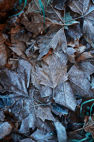 Folhas Congeladas Natureza Estação Inverno — Fotografia de Stock