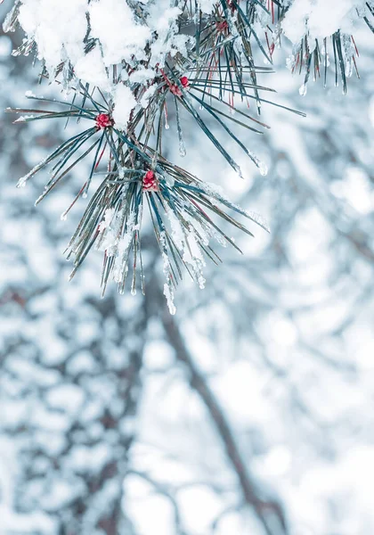 Sneeuw Dennenbladeren Het Winterseizoen — Stockfoto