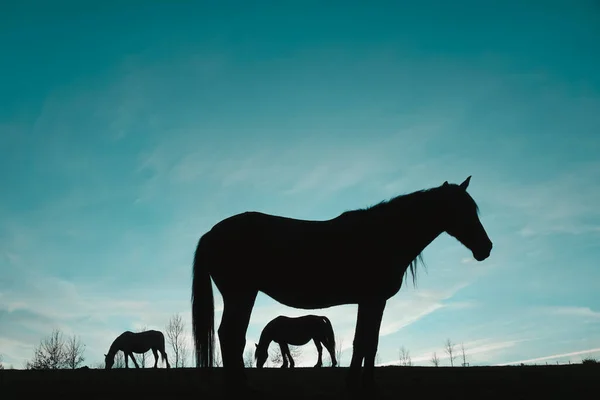 Silhouette Cavallo Nel Prato Con Cielo Blu Animali Natura — Foto Stock