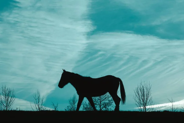 Silhouette Cavallo Nel Prato Con Cielo Blu Animali Natura — Foto Stock