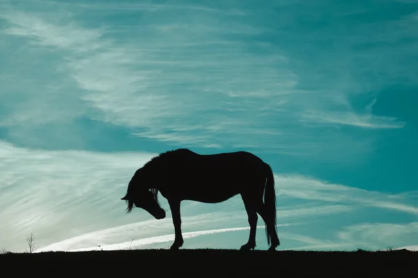 Silhouette Cavallo Nel Prato Con Cielo Blu Animali Natura — Foto Stock