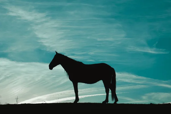 Horse Silhouette Meadow Blue Sky Animals Wild — Stock Photo, Image