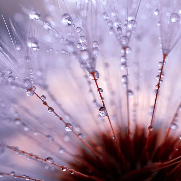         İlkbaharda yağmurlu günlerde karahindiba çiçeğinin üzerine yağmur damlaları yağar.                        