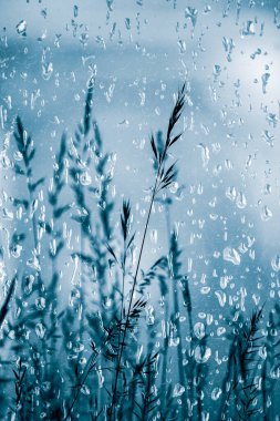        Bahar mevsiminde yağmurlu günlerde yağmur damlaları ve çiçekler                         