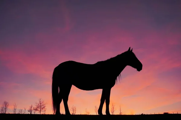 Horse Silhouette Meadow Beautiful Sunset Background — Stock Photo, Image
