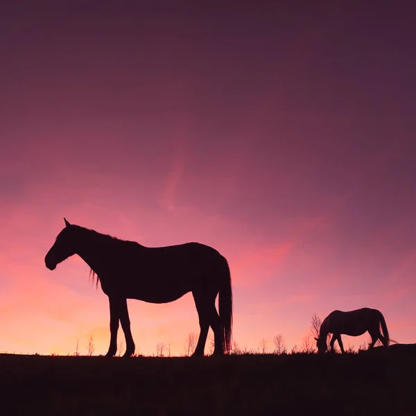 Силуэт Лошади Лугу Красивым Закатным Фоном — стоковое фото