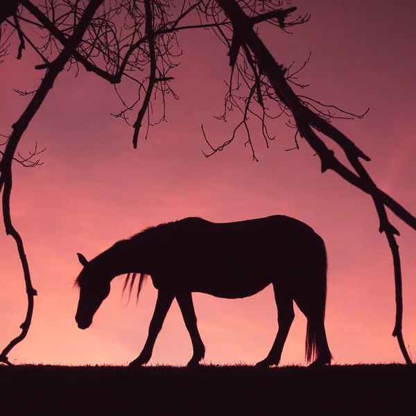 Silhouette Cavallo Nel Prato Con Bellissimo Sfondo Tramonto — Foto Stock