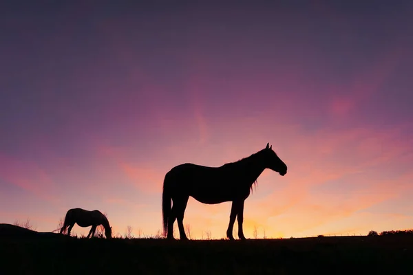 Силуэт Лошади Лугу Красивым Закатным Фоном — стоковое фото
