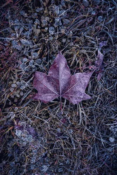 Frozen Brown Leaf Winter Season — Stock Photo, Image