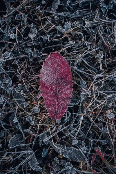 Feuilles Brunes Congelées Hiver — Photo