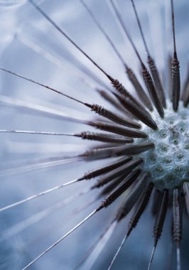            İlkbaharda güzel karahindiba tohumu                     
