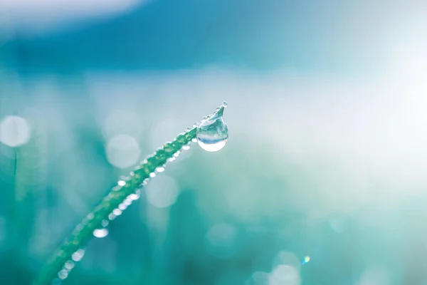 Goccia Pioggia Sulla Foglia Erba Primavera Nei Giorni Pioggia — Foto Stock