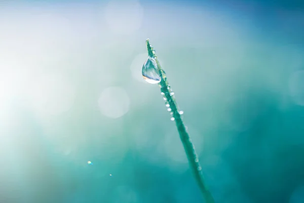 Regentropfen Auf Dem Grasblatt Frühling Regnerischen Tagen — Stockfoto
