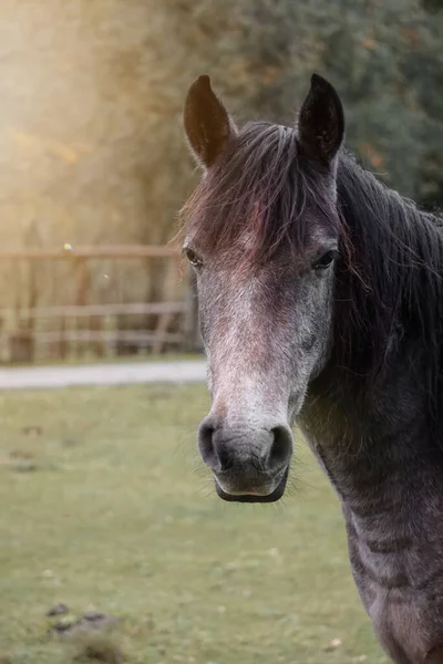 Bruin Paard Portret Weide — Stockfoto