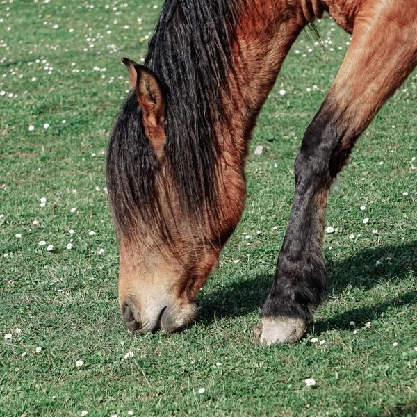 牧草地に茶色の馬の肖像画 — ストック写真
