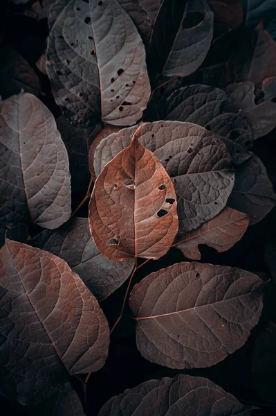 Brown Plant Leaves Nature Autumn Season Autumn Colors — 스톡 사진